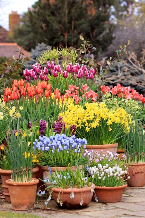 Various flower bulbs displayed in pots Daffodils Garden, Tulips Garden Design, Hyacinths Garden, Spring Planter, Planting Tulips, Small Balcony Garden, Daffodil Bulbs, Garden Inspo, Cottage Garden Design