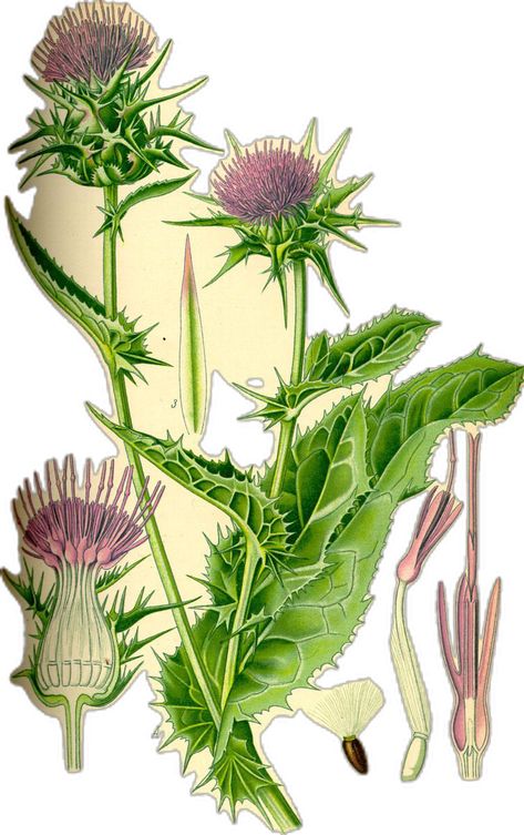 Liver Herbs, Plant Painting Art, Native American Food, Trendy Plants, Illustration Botanique, Vintage Botanical Prints, Milk Thistle, Plant Painting, Vintage Botanical