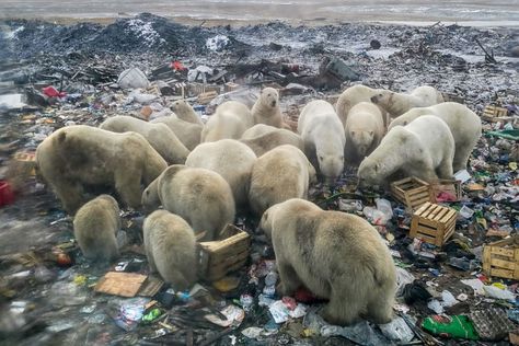 World News Day: Images of a planet in crisis, Photos News & Top Stories - The Straits Times Climate Activism, Arctic Ice, There Is No Planet B, Save Our Earth, No Planet B, Save The Earth, Climate Crisis, Our Earth, Polar Bears