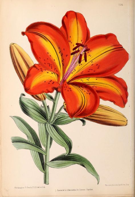 Rose Flowers Drawing, Orange Lily Flower, Tiger Lily Flowers, Lilies Drawing, Pen Art Work, New York Botanical Garden, Lily Painting, Illustration Botanique, Easy Flower