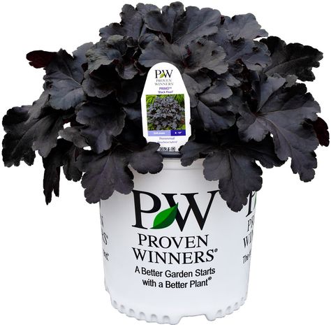 Primo™ 'Black Pearl' Hollywood Hibiscus, Rico Suave, Black Plants, Coral Bells Heuchera, Shade Shrubs, Goth Garden, Garden Flower Beds, Hibiscus Plant, Gothic Garden