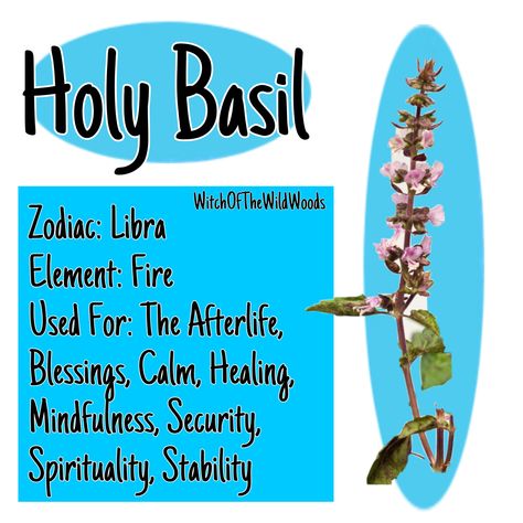 WitchOfTheWildWoods Basil Magical Properties, Herb Properties, Plant Magick, Witchy Artwork, Pagan Aesthetic, Flower Healing, Herb Magic, Magickal Correspondences, Hearth Witch