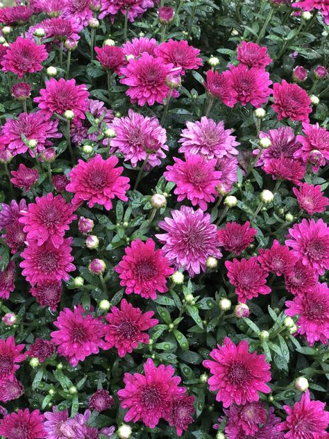 Purple Chrysanthemum, Chrysanthemum Morifolium, Flowers And Leaves, Chrysanthemum, Purple, Plants, Flowers