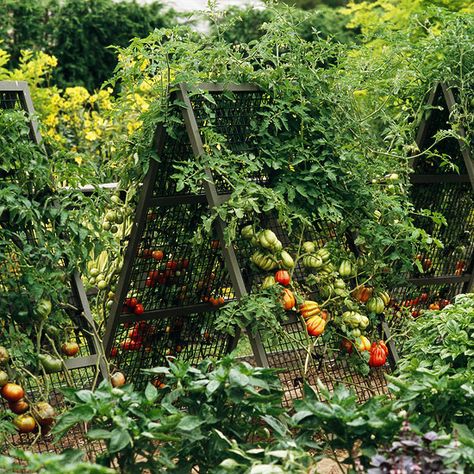 A great idea for growing your #tomatoes vertically! Vegetables Growing, Tomato Trellis, Fruit Growing, Tomato Vine, Tomato Cages, Tomato Garden, Growing Tomatoes, Yard And Garden, Veggie Garden