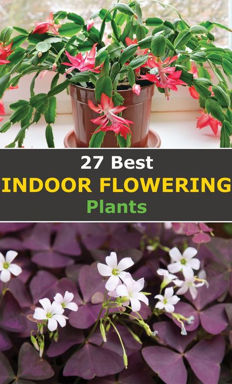 Flowering House Plants, Indoor Flowering Plants, Household Plants, Plants To Grow, Fragrant Plant, Winter Plants, Inside Plants, Best Indoor Plants, Indoor Gardens