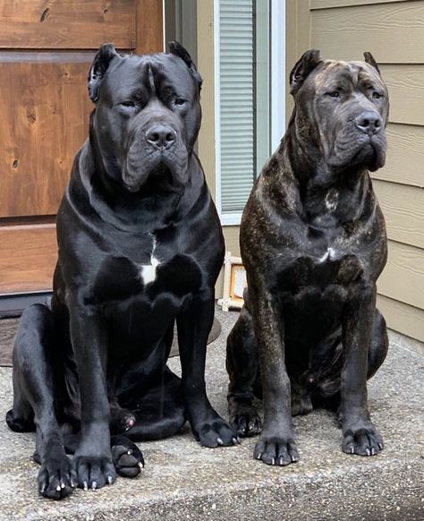 Best Guard Dog Breeds, Cane Corso Dog Breed, Cane Corso Italian Mastiff, Guard Dog Breeds, Best Guard Dogs, Giant Dog Breeds, Tattoo Dog, Bully Breeds Dogs, Cane Corso Puppies