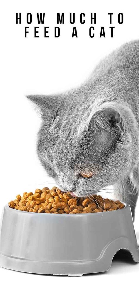 How Much To Feed A Cat, Cat Feeding Schedule, Raw Cat Food Diet, Cat Feed, Cat Nutrition, Cat Profile, Canned Cat Food, Cat Body, Cat Hacks