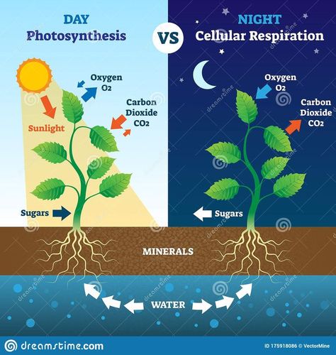 Photosynthesis Worksheet, Citric Acid Cycle, Biology Plants, Photosynthesis And Cellular Respiration, Plant Notes, Carbon Cycle, Plant Activities, Cellular Respiration, Creative School Project Ideas