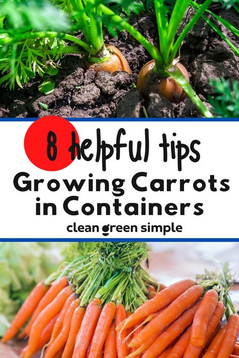 Growing Carrots In Containers, Vegan Basics, Grow Carrots, Healthy Harvest, How To Plant Carrots, Carrot Gardening, Growing Vegetables In Pots, Vegan Tips, Growing Carrots