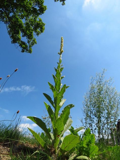 What Weeds Tell You About the Soil: Natural Soil Test | The Old Farmer's Almanac Mullein Tincture, Garden Flooring, Natural Gardens, Fermenting Foods, Sweet Fern, Best Herbs To Grow, Soil Test, Rose Hip Oil, Herbs To Grow