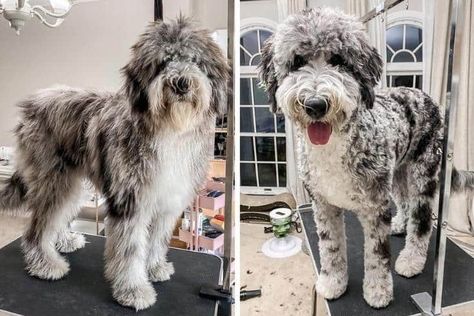 Lamb Haircut Dog, Sheepadoodle Puppy Grooming Styles, Mini Sheepadoodle Haircut, Old English Sheepdog Grooming, Sheepadoodle Haircut Styles, Old English Sheepdog Haircut, Schnoodle Haircut Styles, Sheepdog Haircut, Doodle Hairstyles