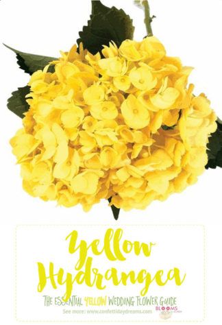 Carnation Wedding Flowers, Types Of Yellow, Light Yellow Flowers, Hydrangea Cottage, Carnation Wedding, Ranunculus Wedding, Yellow Hydrangea, Flower Tips, Wedding Flowers Tulips