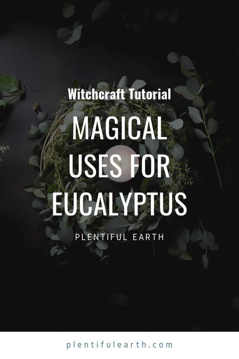 Eucalyptus Witchcraft, Wiccan Crafts, Dried Eucalyptus, Kitchen Witchery, Magic Words, Spiritual Meaning, Spiritual Practices, Meant To Be, Spirituality