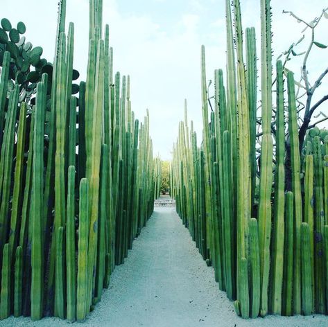 Cactus Fence, Mexican Fence Post Cactus, Mexican Fence Post, Cactus Names, Mexican Theme, Garden Inspo, Desert Design, Cactus Succulents, Mexican Home