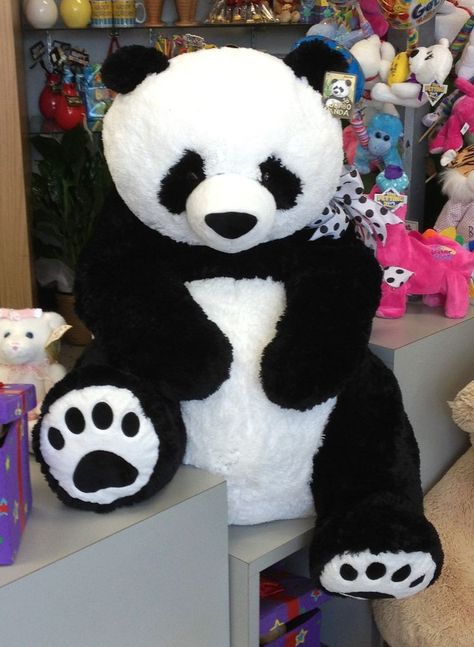 Panda Bear, Norfolk, Stuffed Animals, Florist, Books Wattpad, Wattpad, Books, Animals