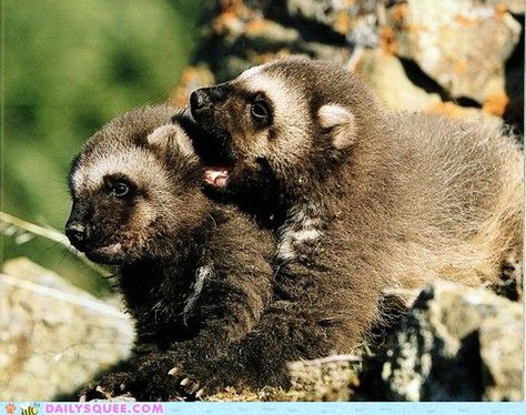 baby Wolverine cubs playing and sharing secrets Baby Wolverine, Wolverine Animal, Animal Facts Interesting, Alpine Tundra, North American Animals, Canadian Wildlife, Honey Badger, Cute Picture, Interesting Animals