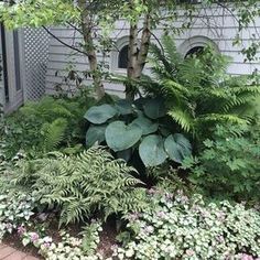 Blue Hosta, Shade Garden Design, Shade Garden Plants, Hosta Gardens, Have Inspiration, Woodland Garden, Mackinac Island, Shade Plants, Garden Cottage