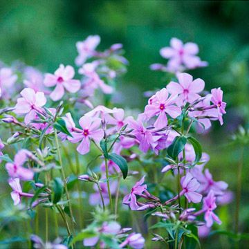 Woodland Phlox Starting Garden, Planting Seed, Florida Gardens, Southern Gardens, Florida Garden, Southern Florida, Garden Layouts, Veggie Gardens, Woodland Plants