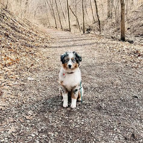 Mini Australian Shepherd Full Grown, Australian Shepherd Aesthetic, Shepherd Aesthetic, Toy Australian Shepherd, Dog Breed Names, Cool Dog Houses, Aussie Shepherd, Aussie Puppies, Australian Shepherd Puppies