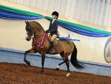 2012 Morgan World Champion Jr Hunt Seat Equitation - Linel Mullendore Hunt Seat Equitation, Western Horse Riding, Morgan Horses, Hunt Seat, Morgan Horse, Horse Eye, Arabian Horses, Horse Equestrian, Western Horse