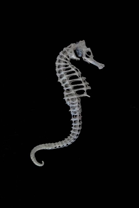 Goldfish Skeleton, Sea Horse Skeleton, Eel Skeleton, Animal Bone Tattoo, Reptile Skeleton, Dolphin Skeleton, Skeleton Photography, Octopus Skeleton, Seahorse Skeleton