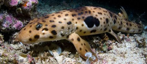 Discover Sharks | The Shark Trust Epaulette Shark, Shark Conservation, Types Of Sharks, Species Of Sharks, Aquatic Animals, Shark Week, White Sharks, Creature Feature, Marine Biology