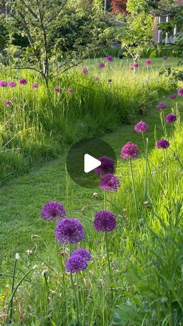 Purple Sensation Allium, Allium Purple Sensation, Allium Globemaster, Allium Christophii, Allium Sphaerocephalon, Allium Schoenoprasum, Allium Flowers, My Posts, Flower Bed