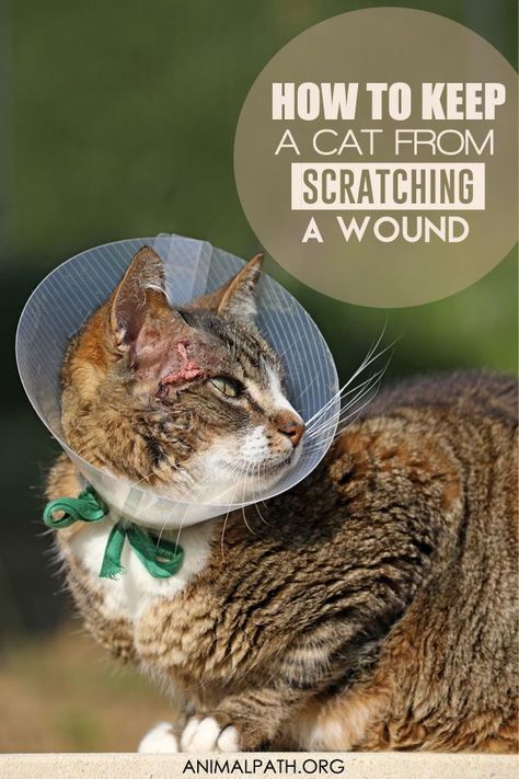 How to keep a cat from scratching a wound? Cat Wound Care, Cat Wounds, Cat Neutering, Cat Health Remedies, Cat Health Problems, Cat Food Brands, Natural Pet Care, Cat Health Care, Bedtime Prayer