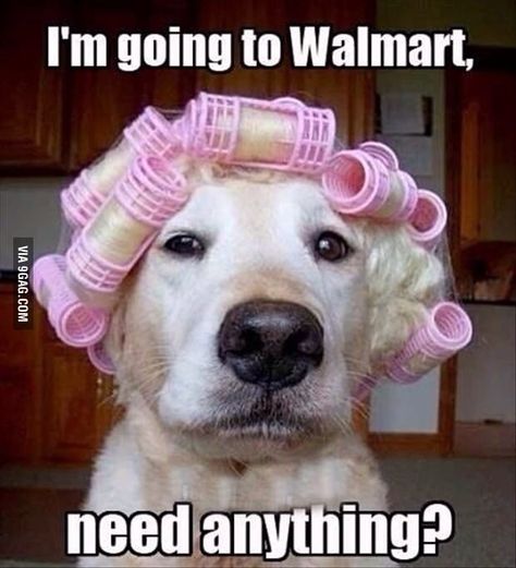 I'm going to Walmart, need anything? Funny Walmart Pictures, Walmart Pictures, Animal Captions, Funny Animals With Captions, Dog Quotes Funny, Super Funny Quotes, Funny Pictures With Captions, Funny Captions, Memes Humor