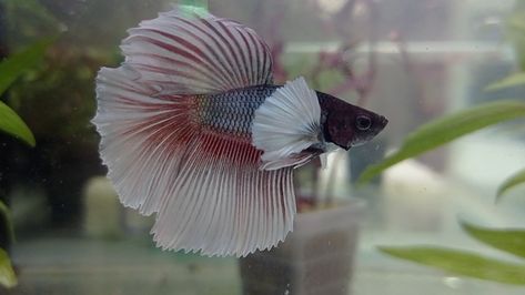 Elephant Ear Betta Fish, Elephant Ears, Betta Fish, Aquariums, Fish Pet, Elephant, Fish, Animals, Quick Saves