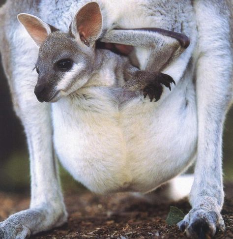 Baby kangaroo joey Kangaroo Animal, Kangaroo Joey, Baby Kangaroo, Mosaic Animals, Drawing Animals, Australian Wildlife, Australian Animals, Cute Animal Pictures, Sweet Animals