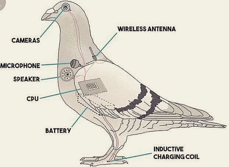 Electrician Consultants on Instagram: “👍Or👎  Loaded! Can You Add Weapons, And Does It Fly? 🕊️ 🤔 Please Leave a Comment Below👇 Love To Hear From You ❤ Tag All Your Friends…” Robot Bird, Spy Drone, Energy Drain, Power Wire, Anime Wall Art, Popular Memes, Government, Speaker, Birds