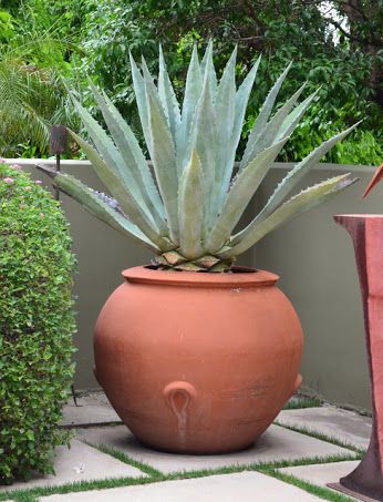 Southwestern Plants, Pot Design Ideas, Pot Landscaping, Pot Decoration Ideas, Bromeliads Landscaping, Succulent Containers, Succulent Garden Landscape, Mexican Garden, Arizona Backyard