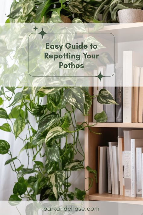 Want to give your Pothos some new life? Discover the simple steps for repotting your Pothos plant and see those fresh leaves flourish! This guide covers everything from selecting the right potting mix to understanding why your plant may need repotting in the first place. Learn how to create a thriving plant environment that promotes good vibes in your space. Your Pothos will thank you as it thrives in its new home! Ready to beautify your home with this easy houseplant care task? Dive into our step-by-step guide now! Houseplant Care, Pothos Plant, Root Growth, Water Retention, Peat Moss, House Plant Care, Online Interior Design, New Growth, Potting Soil