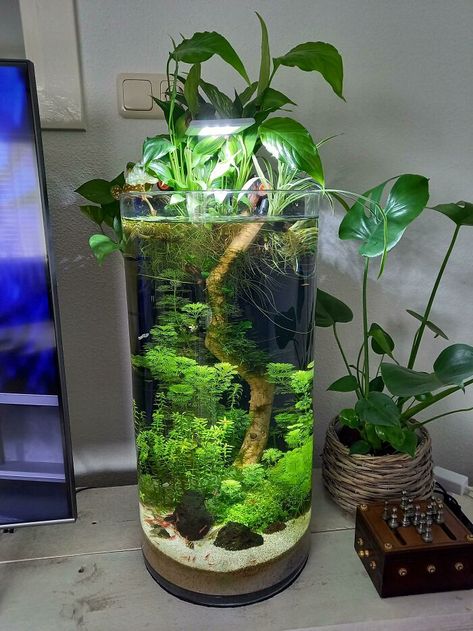 Planted Terrarium Tank, Betta Vase With Plant, Planted Vase Aquarium, Plant Only Aquarium, Vase Fish Tank Ideas, Aquatic Plant Terrarium, Cool Aquarium Ideas, Idee Deco Aquarium, Cute Aquarium Ideas