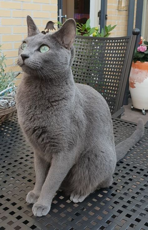 Handsome gray cat #handsomecat #prettycat #fluffycat #cute Korat Cat Aesthetic, Russian Blue Aesthetic, Russian Blue Cat Kittens, Russian Blue Cat Aesthetic, Russian Grey Cat, Russian Blues, Korat Cat, Russian Blue Kitten, Russian Cat