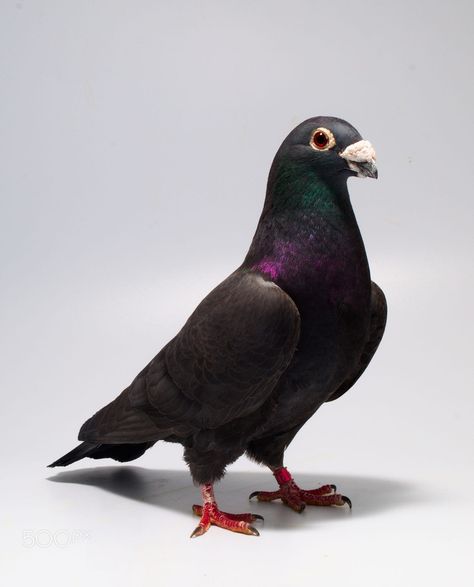 Pigeon Keeping, Black Pigeon, Compass Drawing, Marquesas Islands, Homing Pigeons, Pigeon Loft, Pigeon Breeds, Beautiful Summer Wallpaper, Racing Pigeons