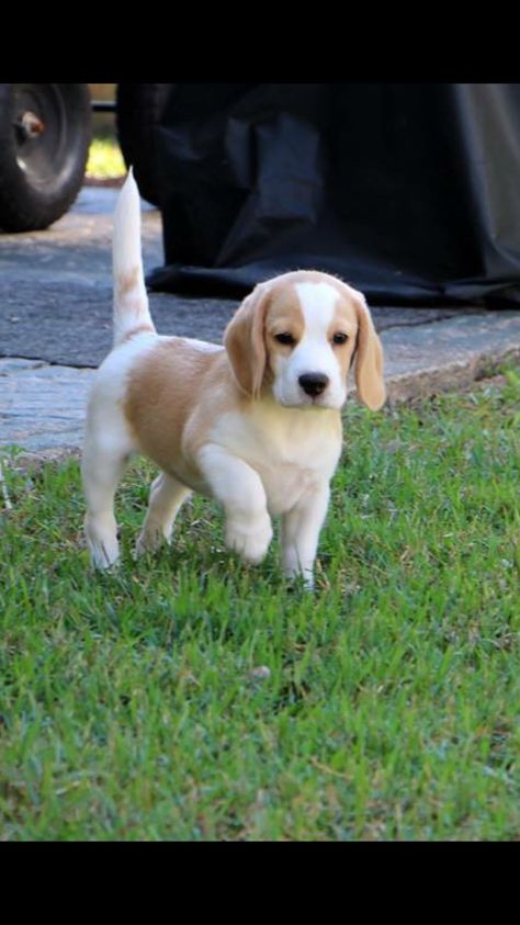 Lemon Beagle Puppy, White Beagle, Lemon Beagle, Pocket Beagle, Puppy Obedience Training, Dog Beagle, Beagle Puppies, Positive Dog Training, Basic Dog Training