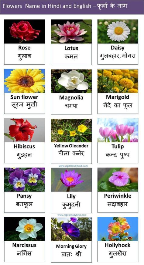 Flower Name Hindi And English, Hindi Flowers Name, Flower Drawing And Name, Flowers Names And Meaning, Indian Flowers Plants, Flower Names And Meanings, Indian Flower Names, Flowers Name With Pictures, Flowers Name In Hindi