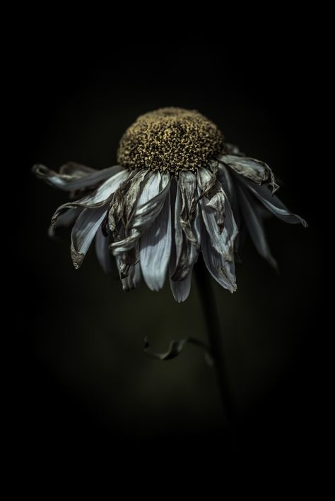 Feeling frazzled in a delighted way by alan shapiro photography Decaying Flowers, Decay Art, Dead Flowers, Growth And Decay, Loose Ends, A Level Art, Flower Photography, Cut Loose, Natural Forms