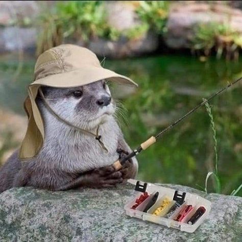 Otters In Hats, Otters Funny, Cute Otters, Otters Cute, Funny Looking Cats, Cute Otter, Otter Love, Cute Ferrets, Baby Otters