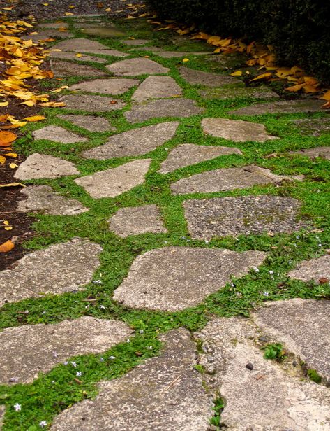 Plants you can walk on are attractive additions to pathways. These low-lying perennials can withstand heavy foot traffic, release pleasant odors when crushed, smother weeds, and cushion your step in t Ground Cover Plants You Can Walk On, Ground Covers You Can Walk On, Patio Surfaces, Ground Covers For Sun, Sensory Pathways, Lawn Repair, Flagstone Pavers, Flagstone Walkway, Walkway Landscaping