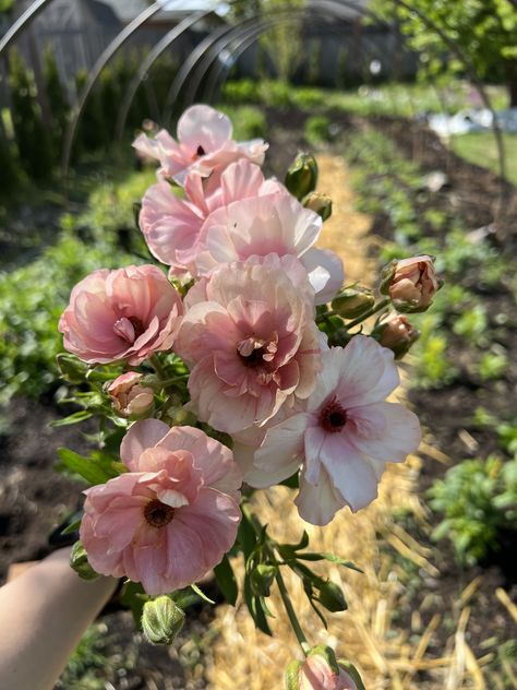 Brighten up your garden by growing beautiful ranunculus flowers for spring. Butterfly Ranunculus, Flowers For Spring, Kpop Iphone Wallpaper, Ranunculus Flowers, April Showers, May Flowers, Ranunculus, Paper Flowers, To Grow