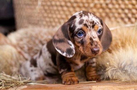 Razas de perro: El teckel arlequín, un divertido cazador que prefiere el juego y el cariño - Foto 5 Animal Wallpaper Cute, Sausage Dog Puppy, Funny Dog Signs, Funny Dog Jokes, Cute Fluffy Dogs, Puppies Cute, Dog Jokes, Funny Dog Photos, Really Cute Puppies