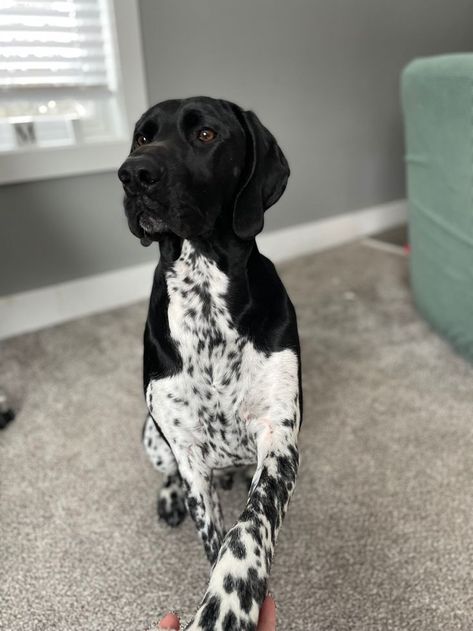 Black Pointer Dog, Black And White German Shorthair Pointer, German Pointer Short Haired, Black Gsp, Puppy Necessities, German Short Haired Pointer, German Shorthaired Pointer Black, German Pointer, German Shorthair Pointer