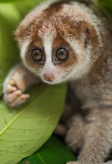 Slow Loris Loris Animal, Photos Of Men, Slow Loris, Bongos, Epic Photos, Incredible Creatures, Bad Decisions, Weird Animals, Primates