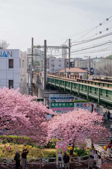 Cherry Blossom Bliss: Your Ultimate Guide to the MiuraKaigan Station Sakura Festival! Osaka Cherry Blossom, Japan Sakura Aesthetic, Strange Weather In Tokyo, Kawazu Sakura, Cherry Blossoms Aesthetic, Sakura Tokyo, Japan Park, Tokyo Sakura, Sakura Festival