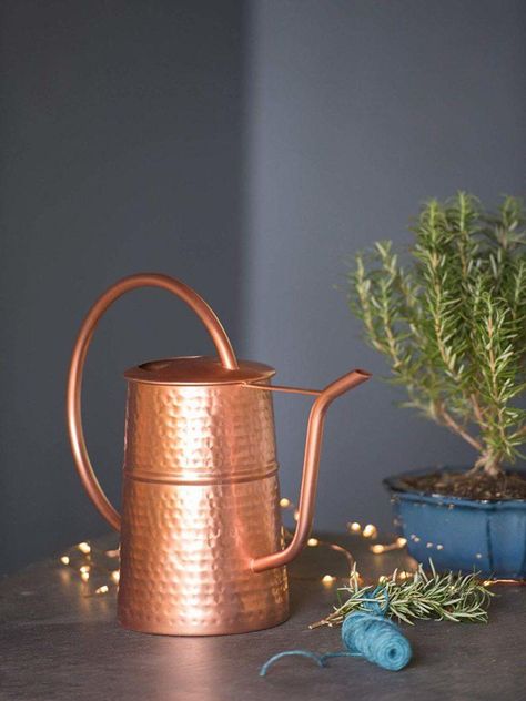 Plastic Watering Can, Indoor Watering Can, Fine Mist Spray Bottle, Amaryllis Bulbs, Moth Orchid, Meteor Garden 2018, Dish Garden, Growing Plants Indoors, Magic Garden