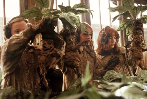 New Today -  Etsy’s Harry Potter Mandrakes Will Make You Feel Like a Herbology Wizard maidsandmoore.com Mandrake Plant, Harry Potter Mandrake, Harry Potter Etsy, Low Light Plants, Harry Potter Crafts, Modern Witch, Craft Classes, Trunk Or Treat, Plant Lighting