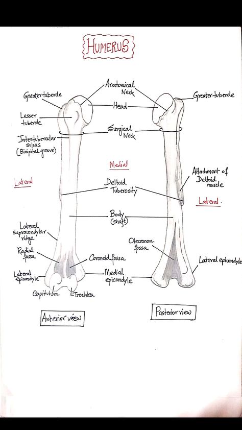 anatomy of Humerus Humerous Bone Anatomy, Humerus Bone Anatomy, Humerus Anatomy, Upper Limb Anatomy, Body Muscle Anatomy, Anatomy Education, Medical Terminology Study, Human Muscle Anatomy, Physical Therapy Student